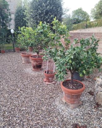 Piante di Limoni in vaso