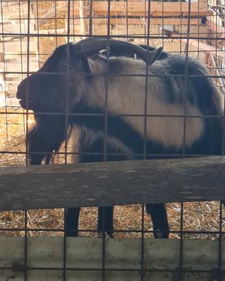 Becco Tibetano