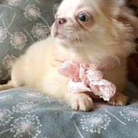 Chihuahua Pedigree Enci femmina