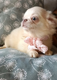 Chihuahua Pedigree Enci femmina