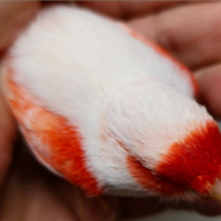 Allevamento profesionale