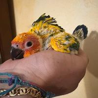 Baby conuri del sole pulli pappagalli imbecco