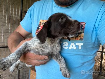 Bracchi tedeschi a pelo duro, Drahthaar