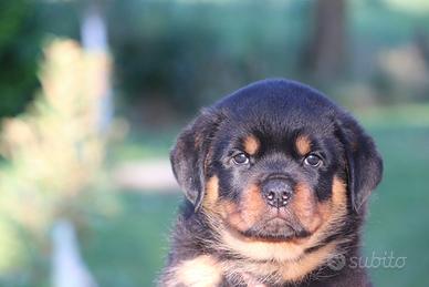 Cuccioli rottweiler