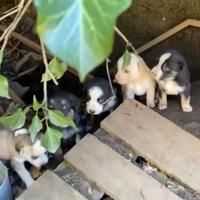 Cuccioli da adottare