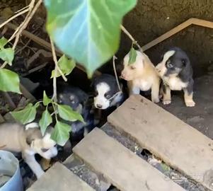 Cuccioli da adottare