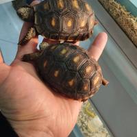 Coppia di tartarughe Carbonaria