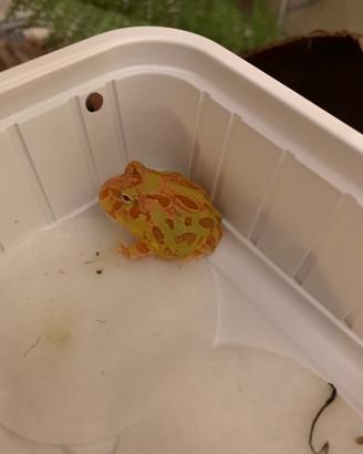 Baby rana pac man