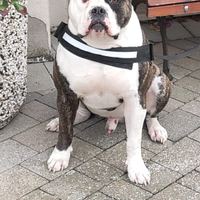 Bulldog americano da monta