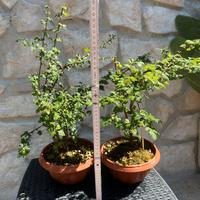 Bonsai di biancospino