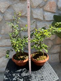 Bonsai di biancospino