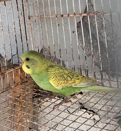 Pappagalli cocorite