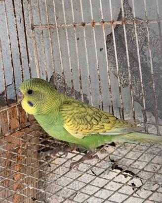 Pappagalli cocorite