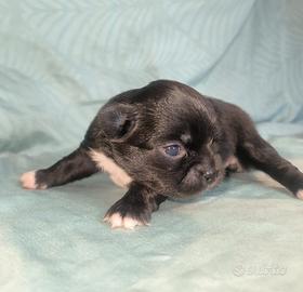 Femminuccia di chihuahua disponibile