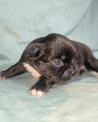 Femminuccia di chihuahua disponibile