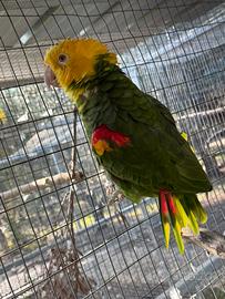 Coppie amazzoni riproduttrici