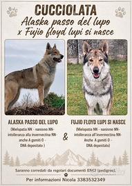 Cucciolata Disponibile Cane Lupo Cecoslovacco