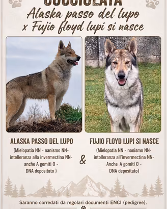 Cucciolata Disponibile Cane Lupo Cecoslovacco