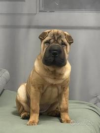 Cucciola di Sharpei