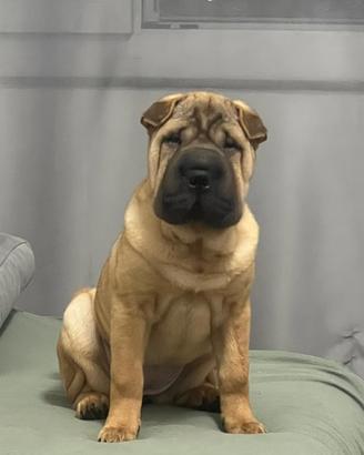 Cucciola di Sharpei