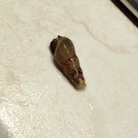 Melanoides tuberculate piccole