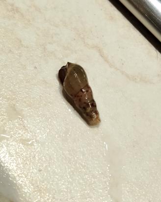 Melanoides tuberculate piccole