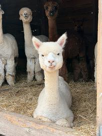 Alpaca
