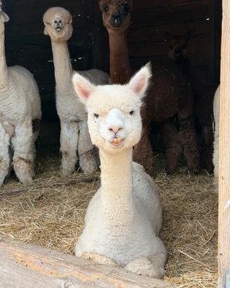 Alpaca