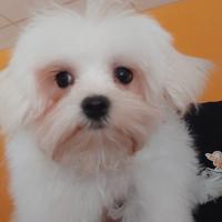 Maltese maschio