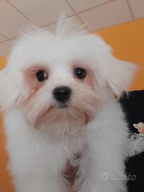 Maltese maschio