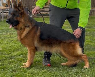 Cucciola pastore tedesco selezionata