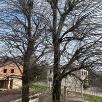 Legna gratis