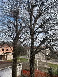 Legna gratis