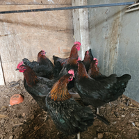 Galline marans