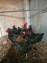 Galline marans