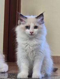 Cuccioli di Ragdoll disponibili, Genitori con ped