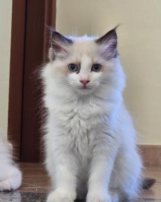 Cuccioli di Ragdoll disponibili, Genitori con ped