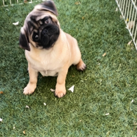 Carlino cucciolo