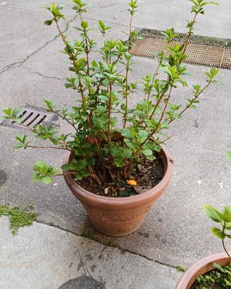 Vaso con ortensie