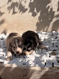 Cuccioli di husky