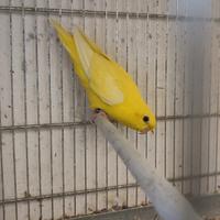 Disponibili Parrocchetti Barrati