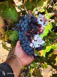 Uva da vino