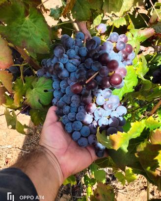 Uva da vino