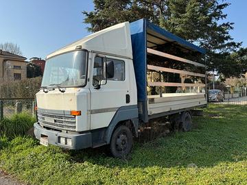 Nissan Cassonato