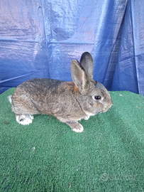 Coniglio nano