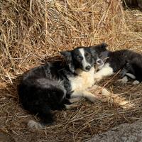 Border Collie femmina