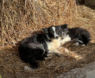 Border Collie femmina