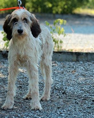 Griffone Vandeen pronta caccia