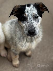 Lana tre mesi taglia media piena