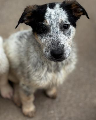 Lana tre mesi taglia media piena